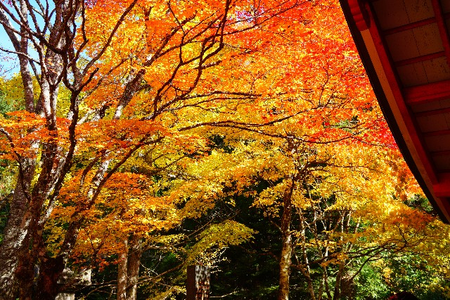 f:id:hashioki2871:20201102230324j:image