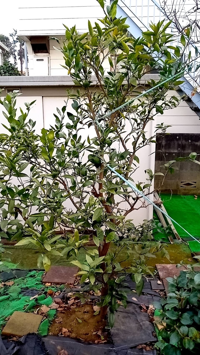 f:id:hashirunodaisuki:20201229202724j:plain