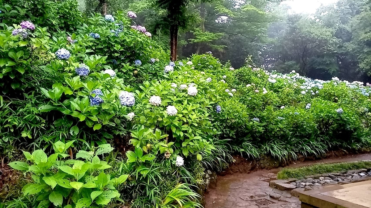 f:id:hashirunodaisuki:20210620135132j:plain