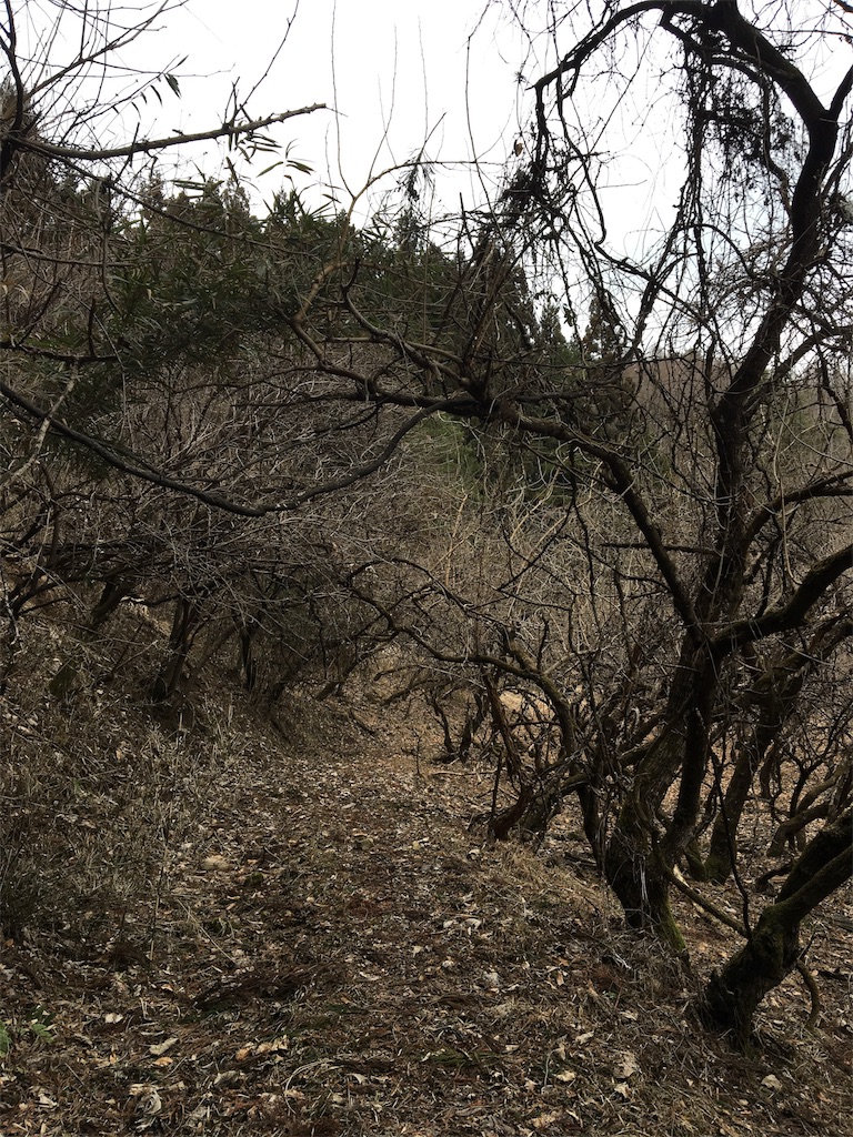 f:id:hasray:20170308131148j:image