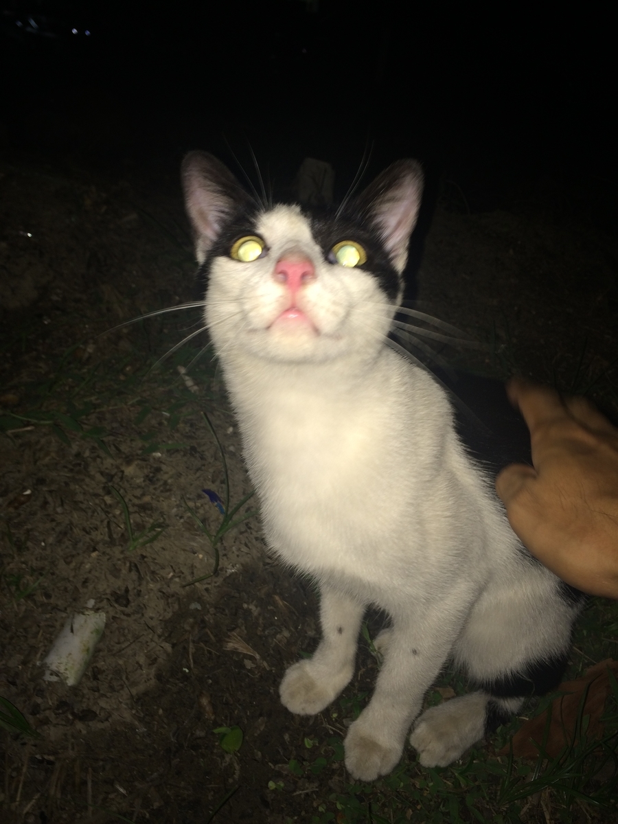 f:id:hasriq:20190524233959j:plain
