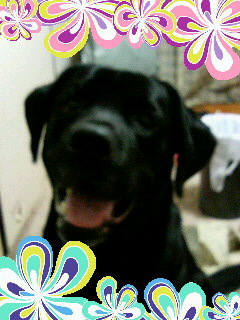 f:id:hasunoyo11111:20190509084246j:plain