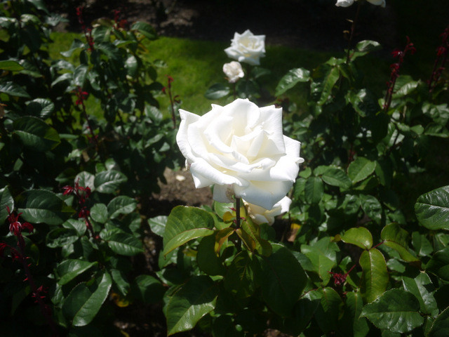 f:id:hata186c:20120616144545j:image