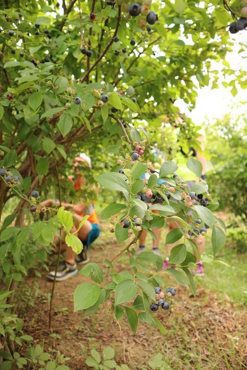 20264853_1508024309274650_2351498827549424055_n