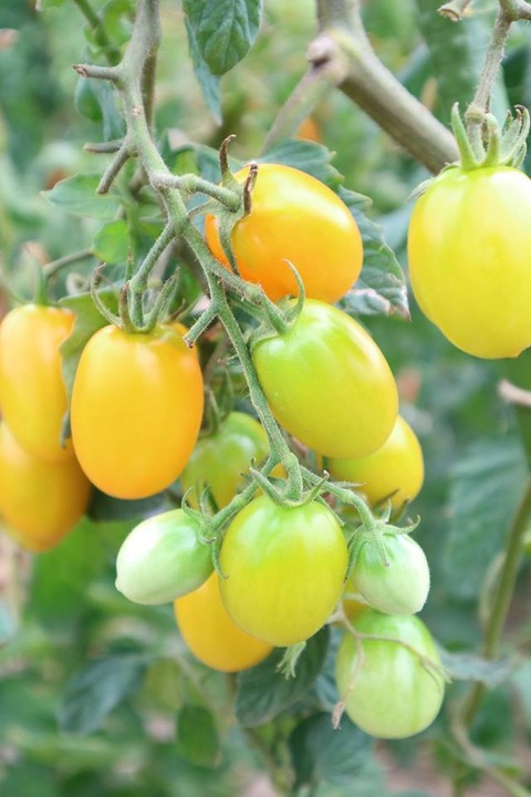 20294267_1508024095941338_3121925945646789069_n