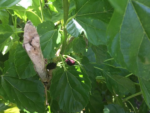 18893147_1457777690965979_1179270281672136060_n