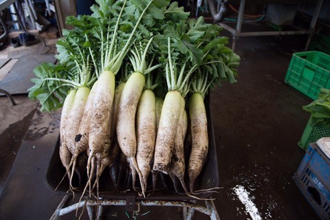 22448196_1580795841997496_716334720079306652_n