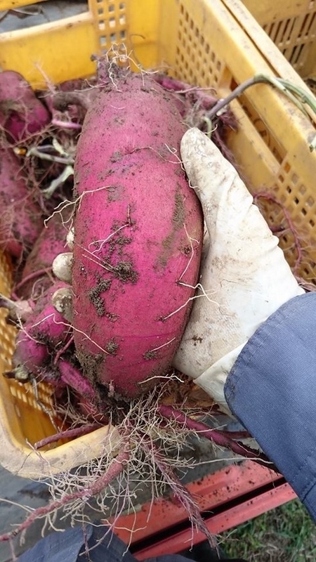 22141226_1313011012159128_8148709695544940586_n