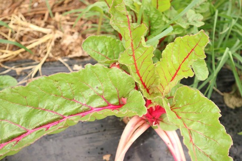 20368916_1508024522607962_5194256294826366354_o