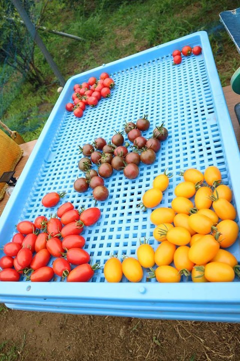 20294035_1508024049274676_4538149057889963673_n