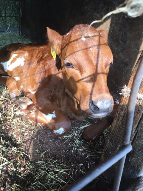 19059764_1468582246552190_2132681401332389331_n