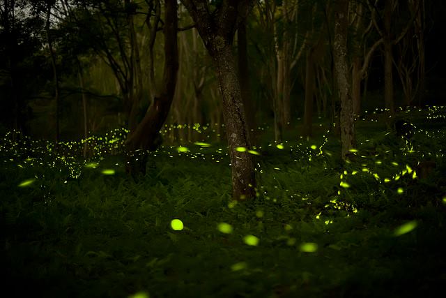 f:id:hatakai802:20181229173606j:plain f:id:hatakai802:20181229173606j:plain