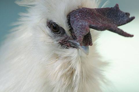 f:id:hatakai802:20181229174732j:plain f:id:hatakai802:20181229174732j:plain