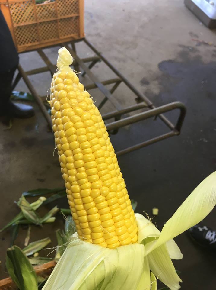 f:id:hatakai802:20181231193323j:plain