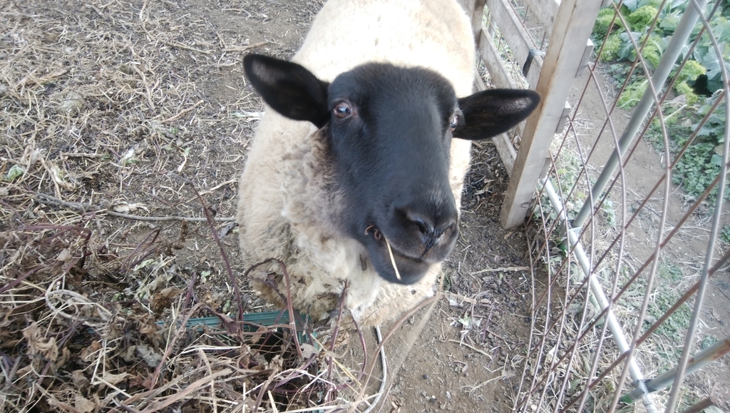 f:id:hatakai802:20190208214510j:plain
