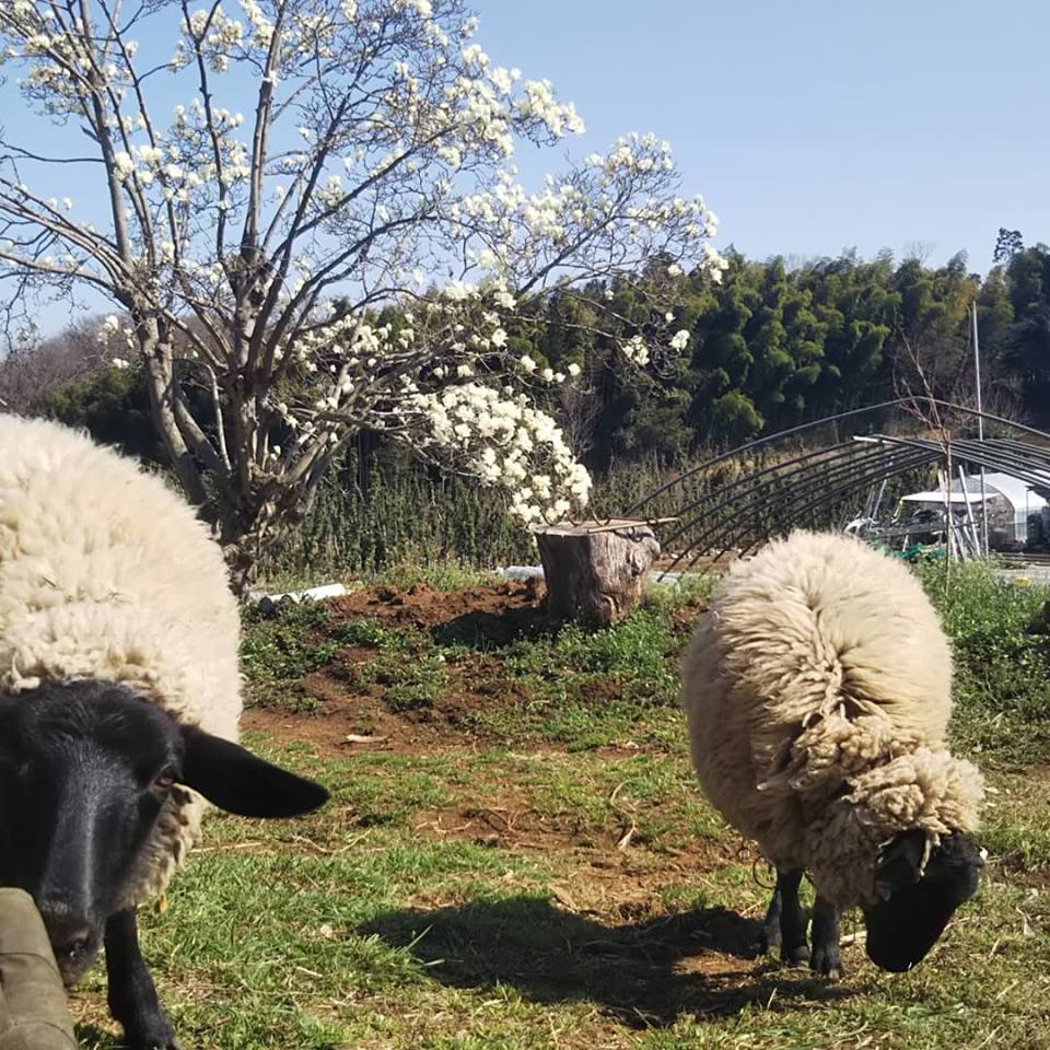 f:id:hatakai802:20190404151705j:plain