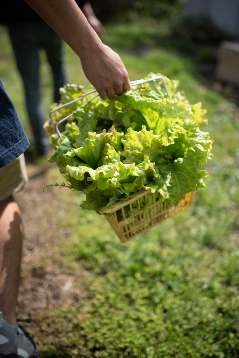 f:id:hatakai802:20190510130333j:plain