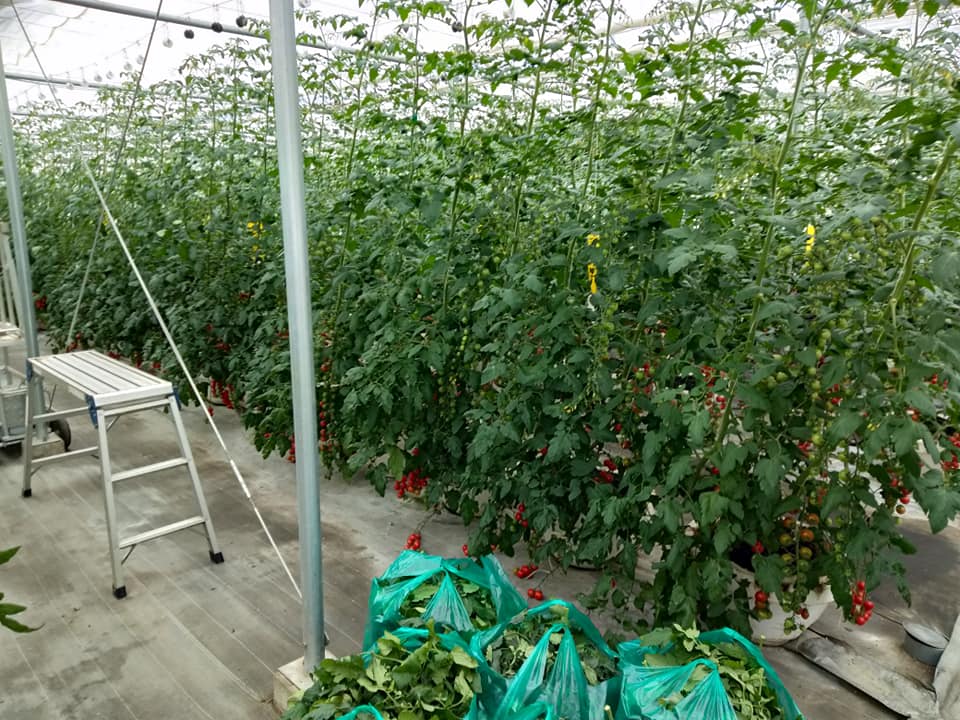 f:id:hatakai802:20190714223414j:plain f:id:hatakai802:20190714223414j:plain