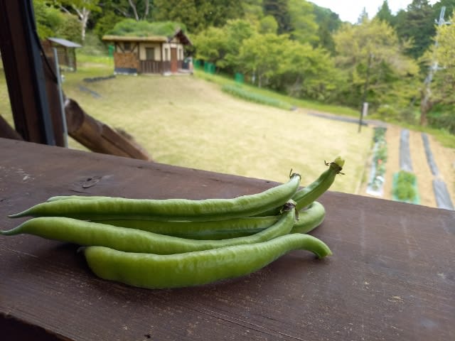 ファーベ収穫 - はたかおりと羽太雄平、なな、むっくのおうち 2(お引越し)