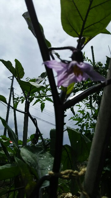 f:id:hatakenogochiso:20190728104209j:image