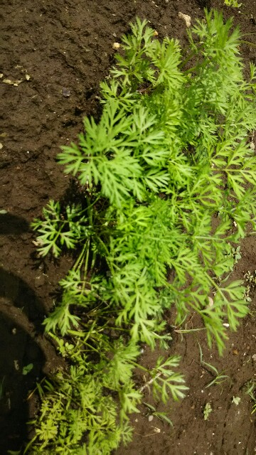 f:id:hatakenogochiso:20190728104430j:image