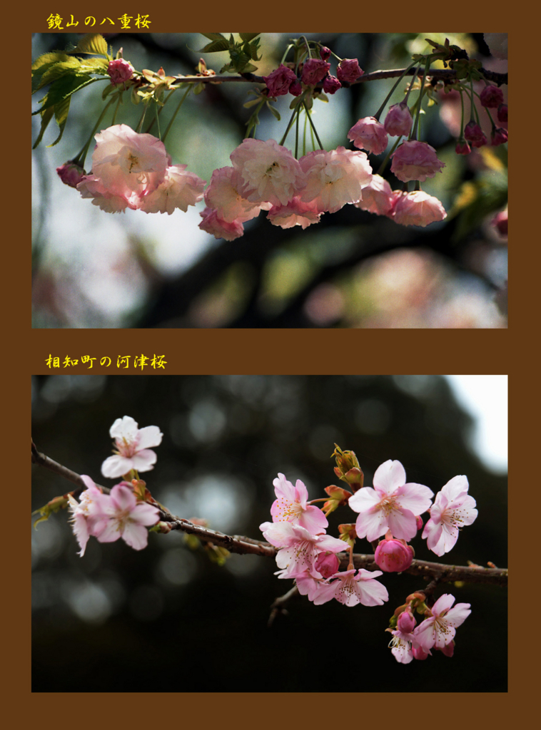 f:id:hataketoturi:20180406164952j:plain