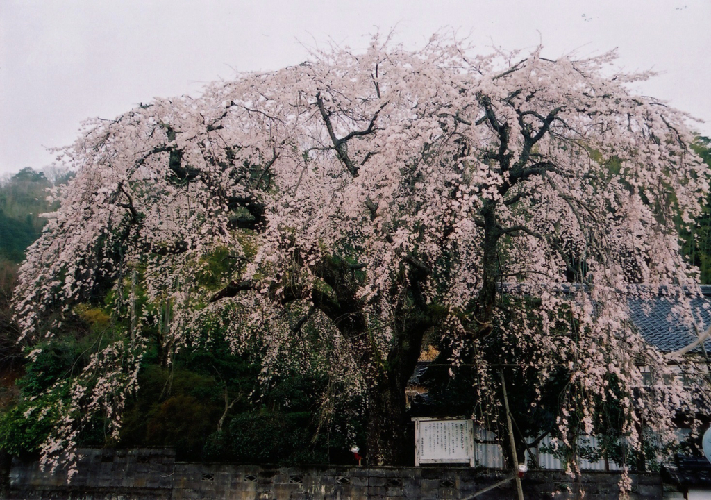 f:id:hataketoturi:20180502202829j:plain