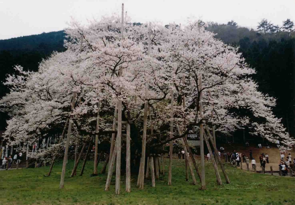 f:id:hataketoturi:20180515164654j:plain