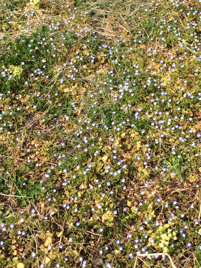 f:id:hatakofuru:20170322202730j:image f:id:hatakofuru:20170322202730j:image