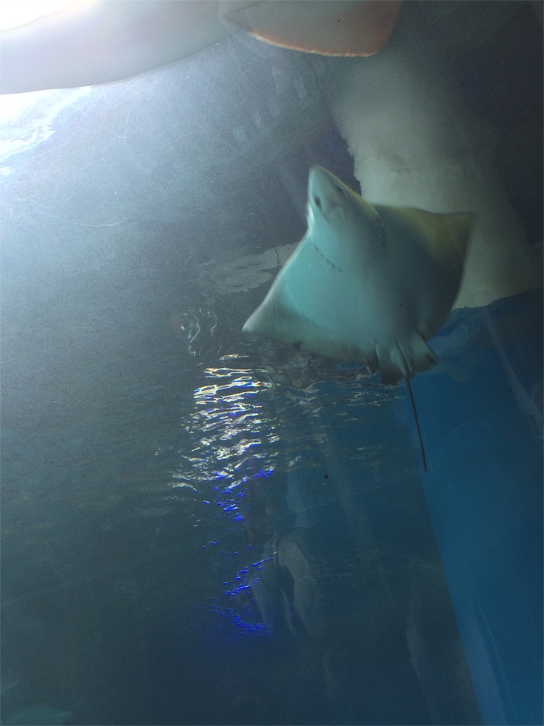 f:id:hatakofuru:20170511080930j:image