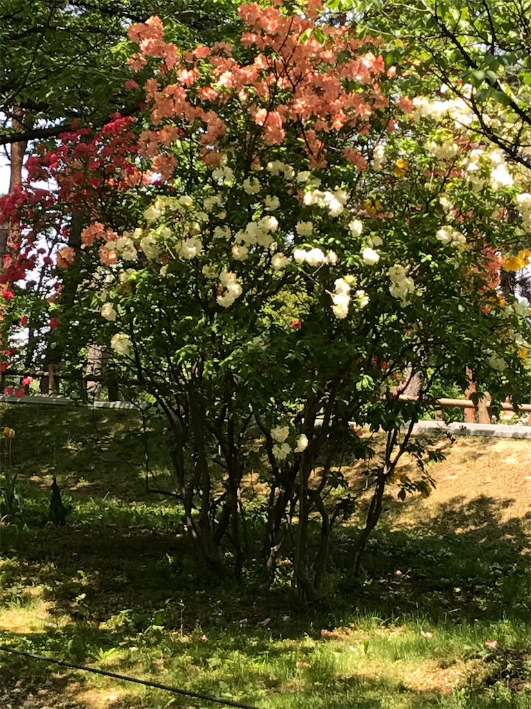 f:id:hatakofuru:20170524120508j:image