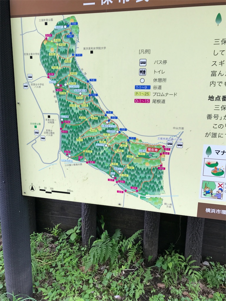 f:id:hatakofuru:20170701160922j:image f:id:hatakofuru:20170701160922j:image