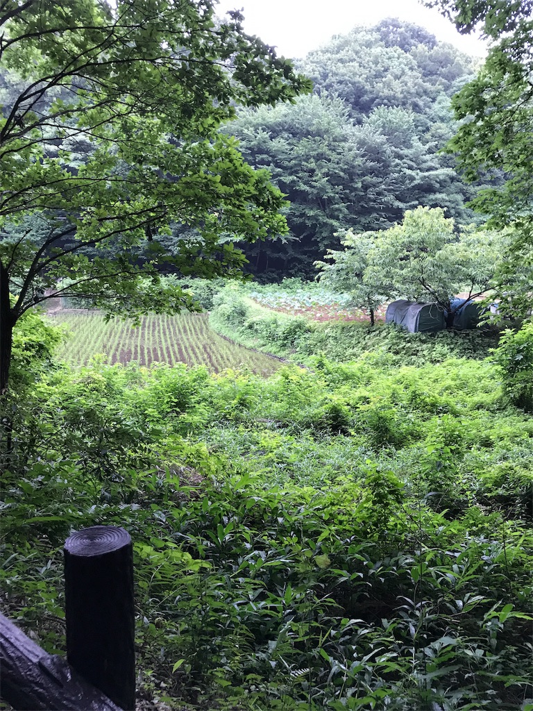 f:id:hatakofuru:20170701165922j:image f:id:hatakofuru:20170701165922j:image