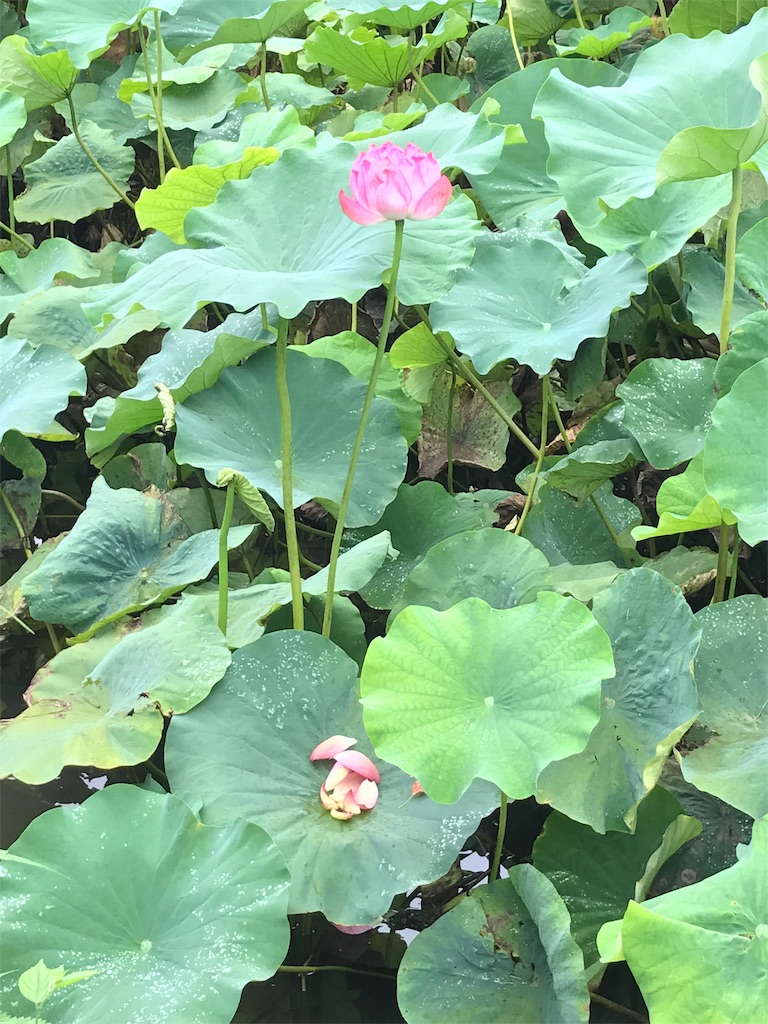 f:id:hatakofuru:20170817235128j:image