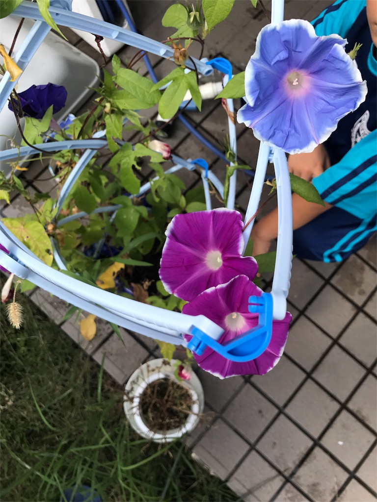 f:id:hatakofuru:20170827004218j:image f:id:hatakofuru:20170827004218j:image