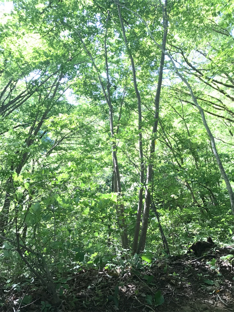 f:id:hatakofuru:20170918222213j:image