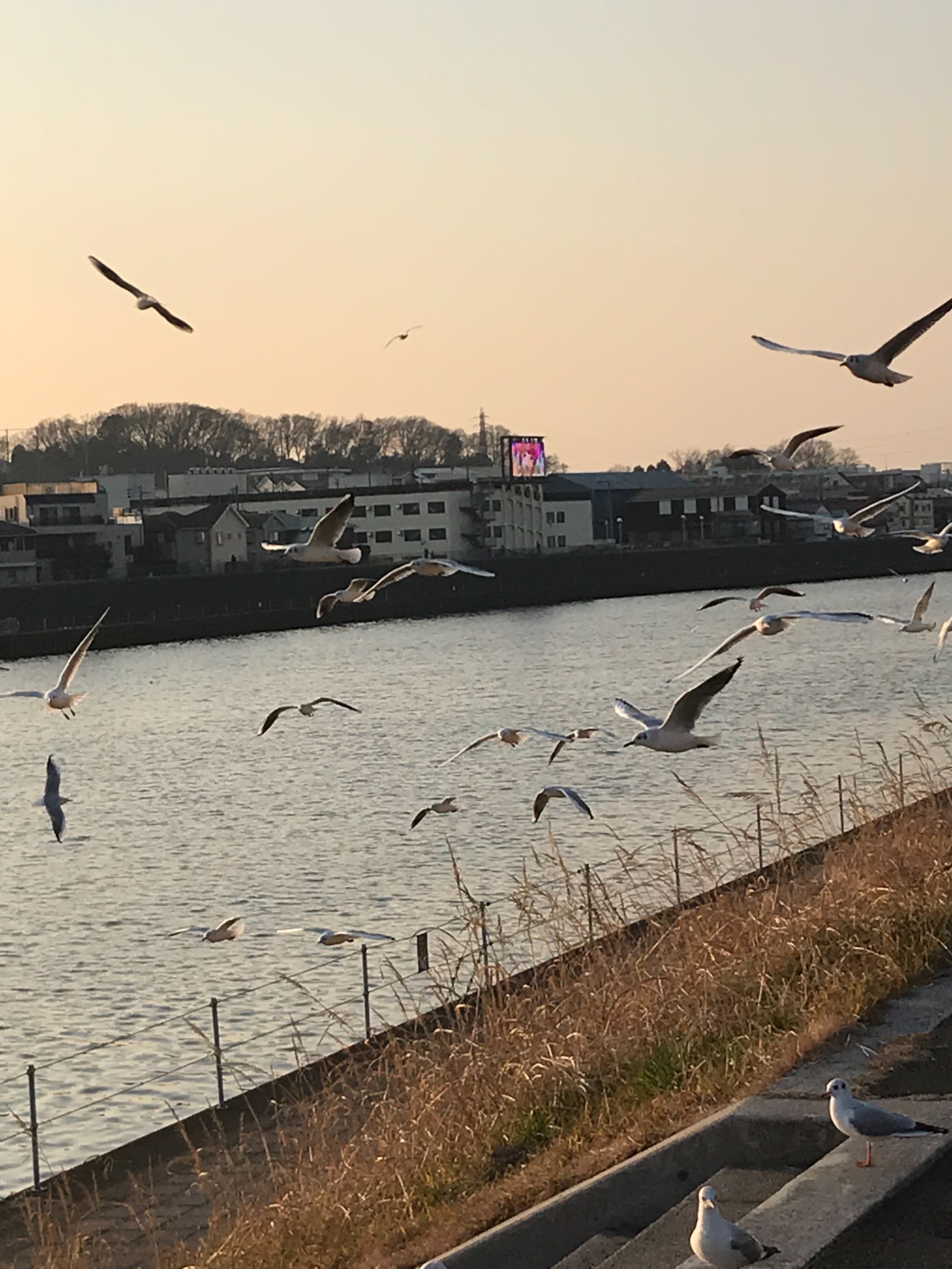 f:id:hatakofuru:20180124074122j:image