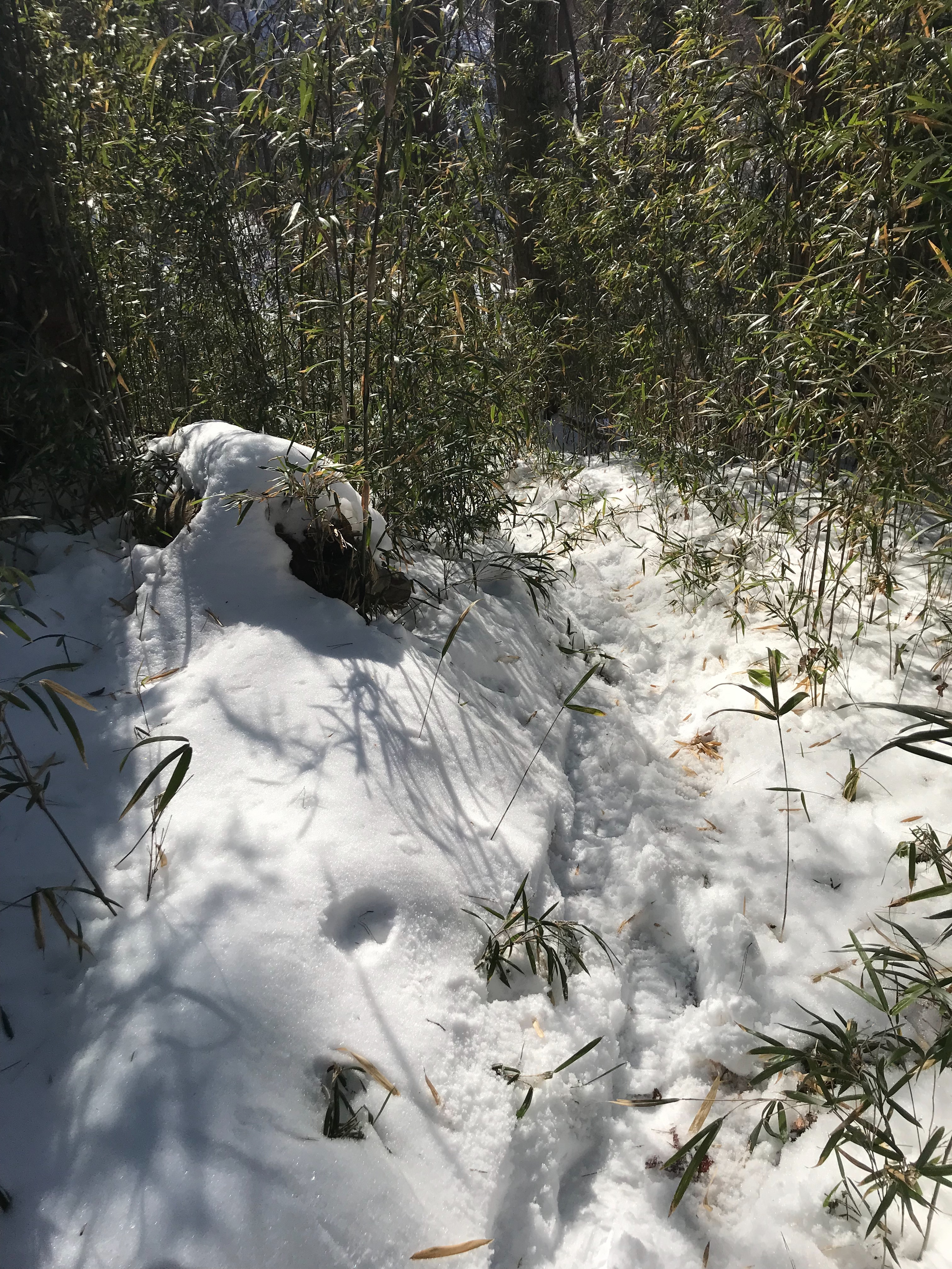 f:id:hatakofuru:20180128100828j:image f:id:hatakofuru:20180128100828j:image