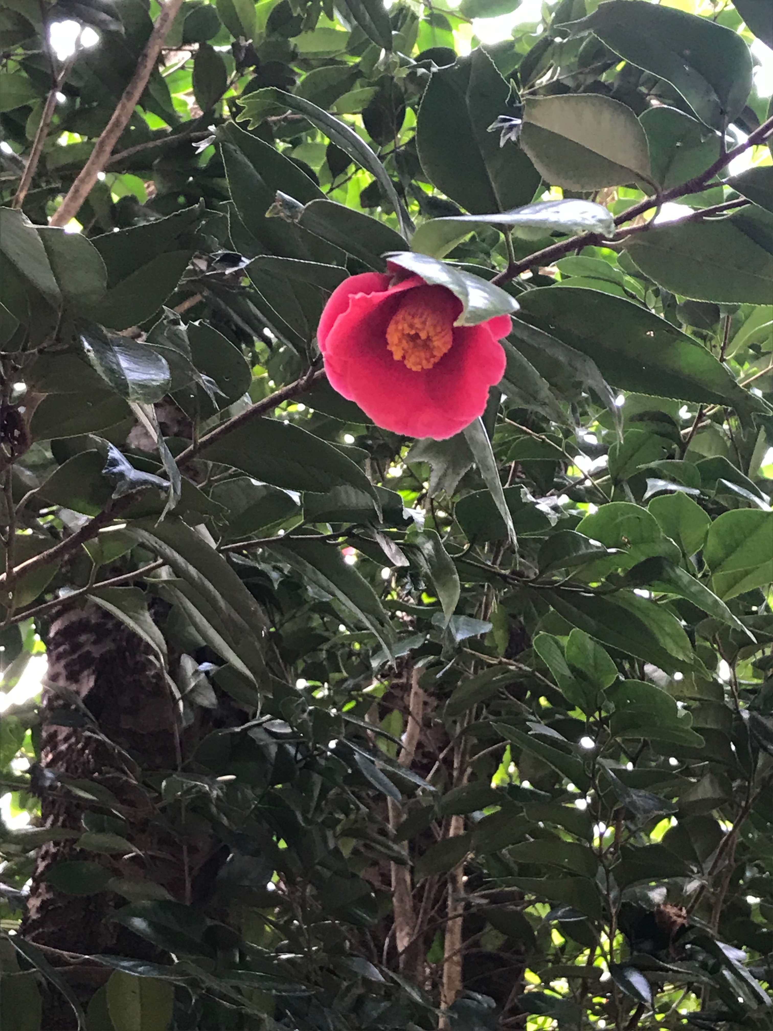f:id:hatakofuru:20180318202857j:image f:id:hatakofuru:20180318202857j:image
