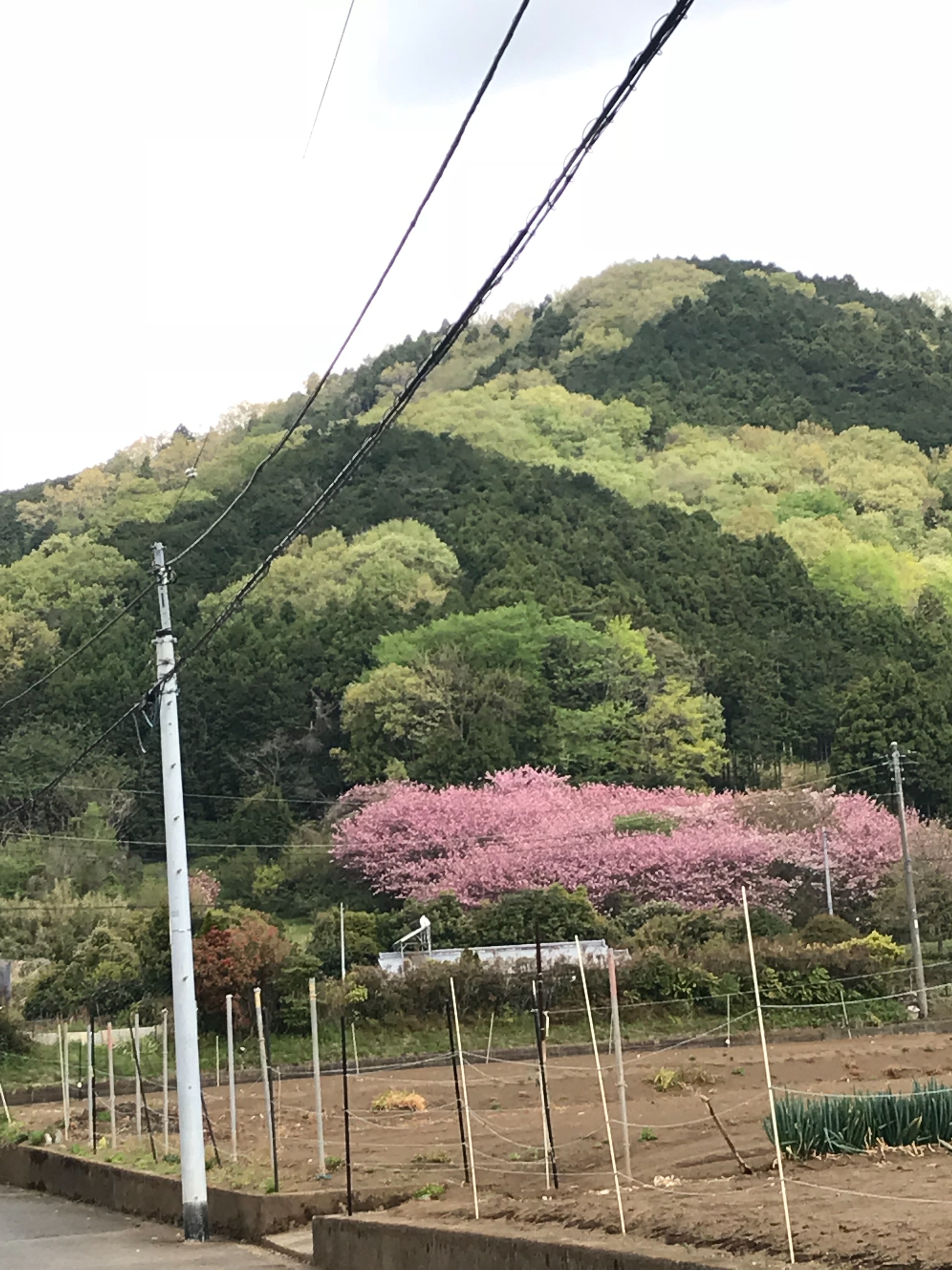 f:id:hatakofuru:20180416113548j:image
