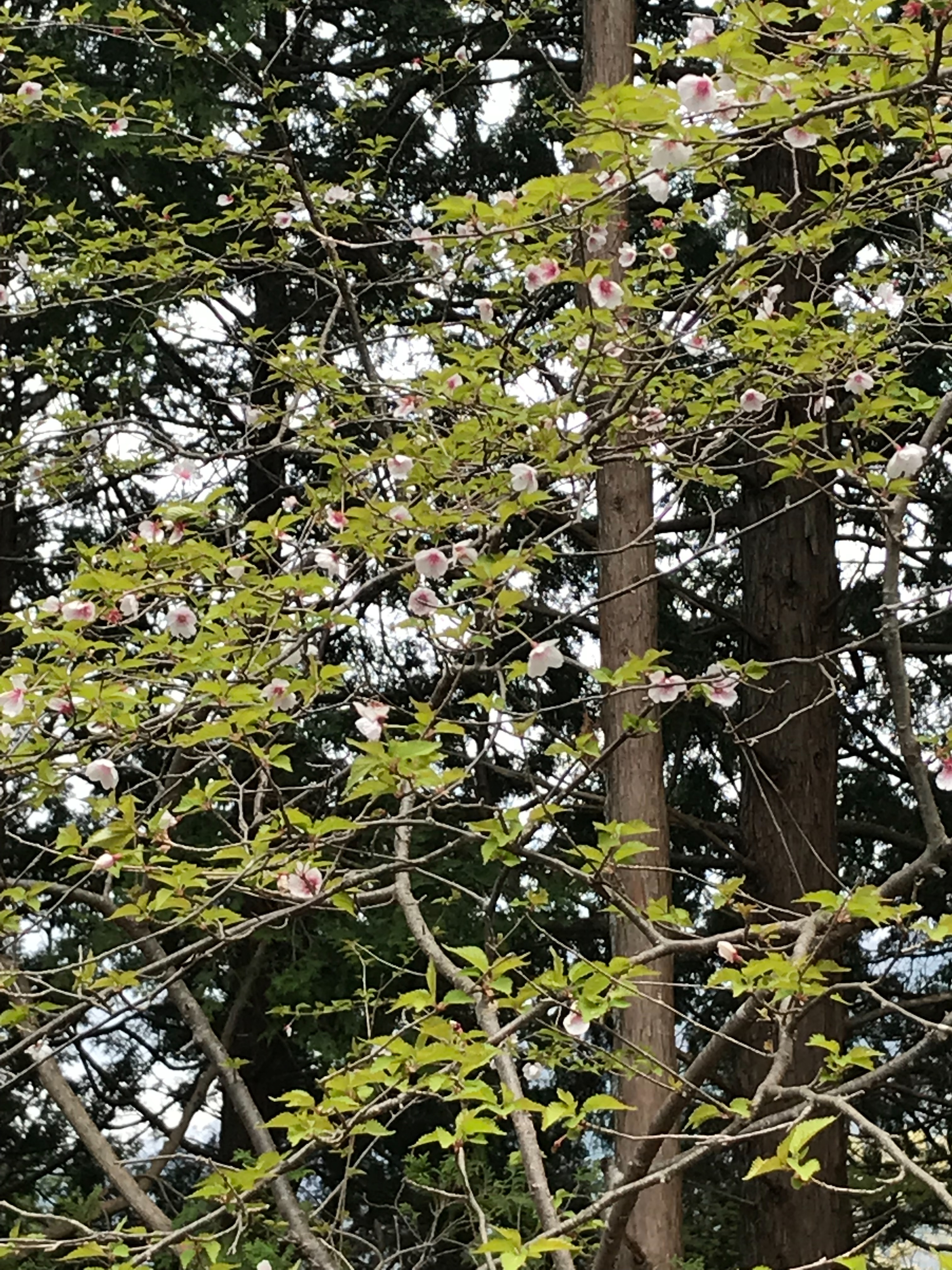 f:id:hatakofuru:20180416113801j:image