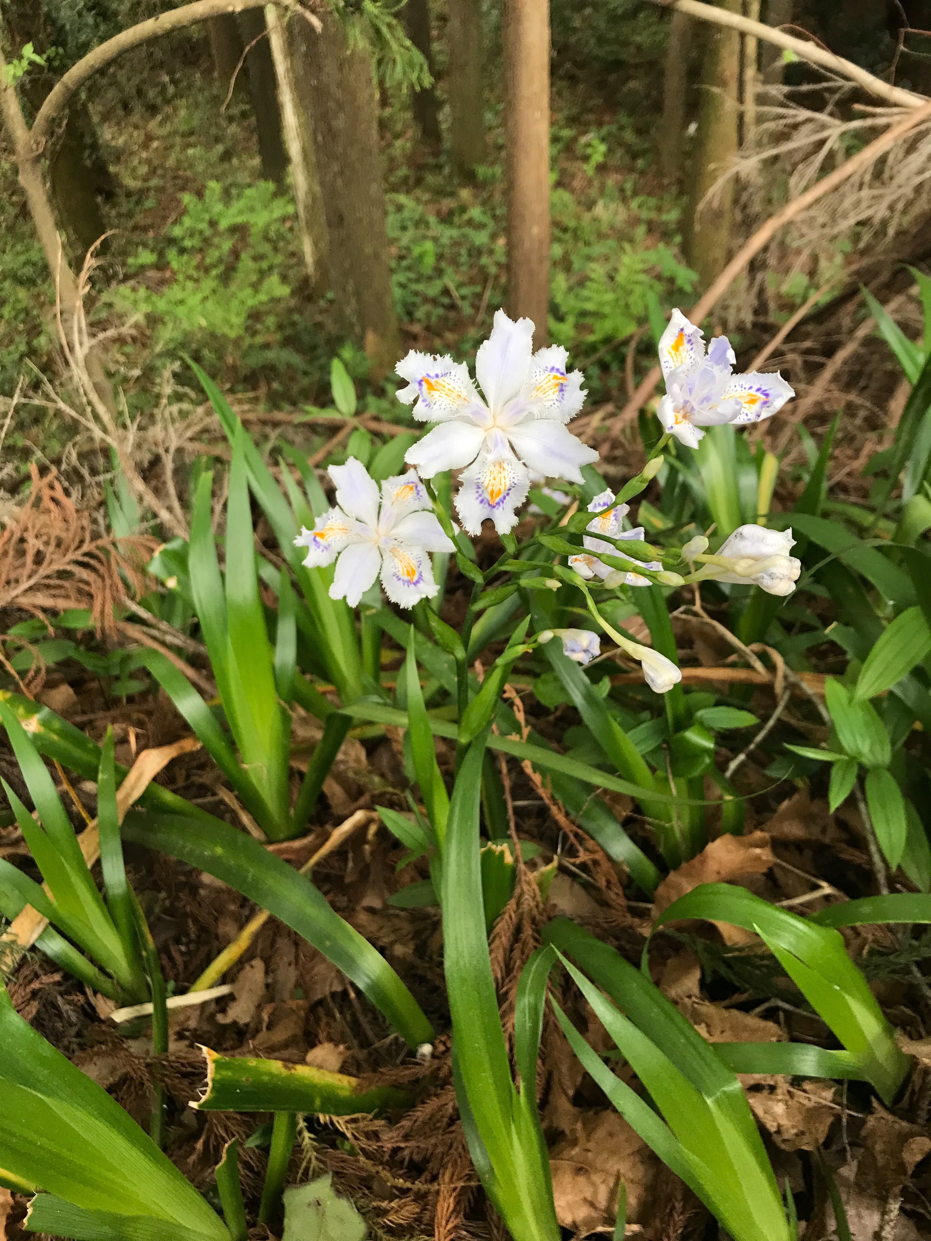 f:id:hatakofuru:20180416114529j:image
