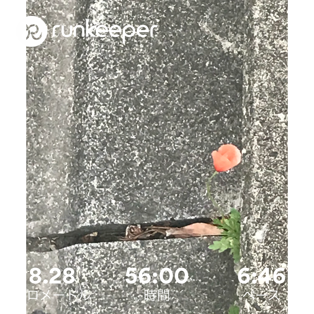 f:id:hatakofuru:20180422054731p:image f:id:hatakofuru:20180422054731p:image