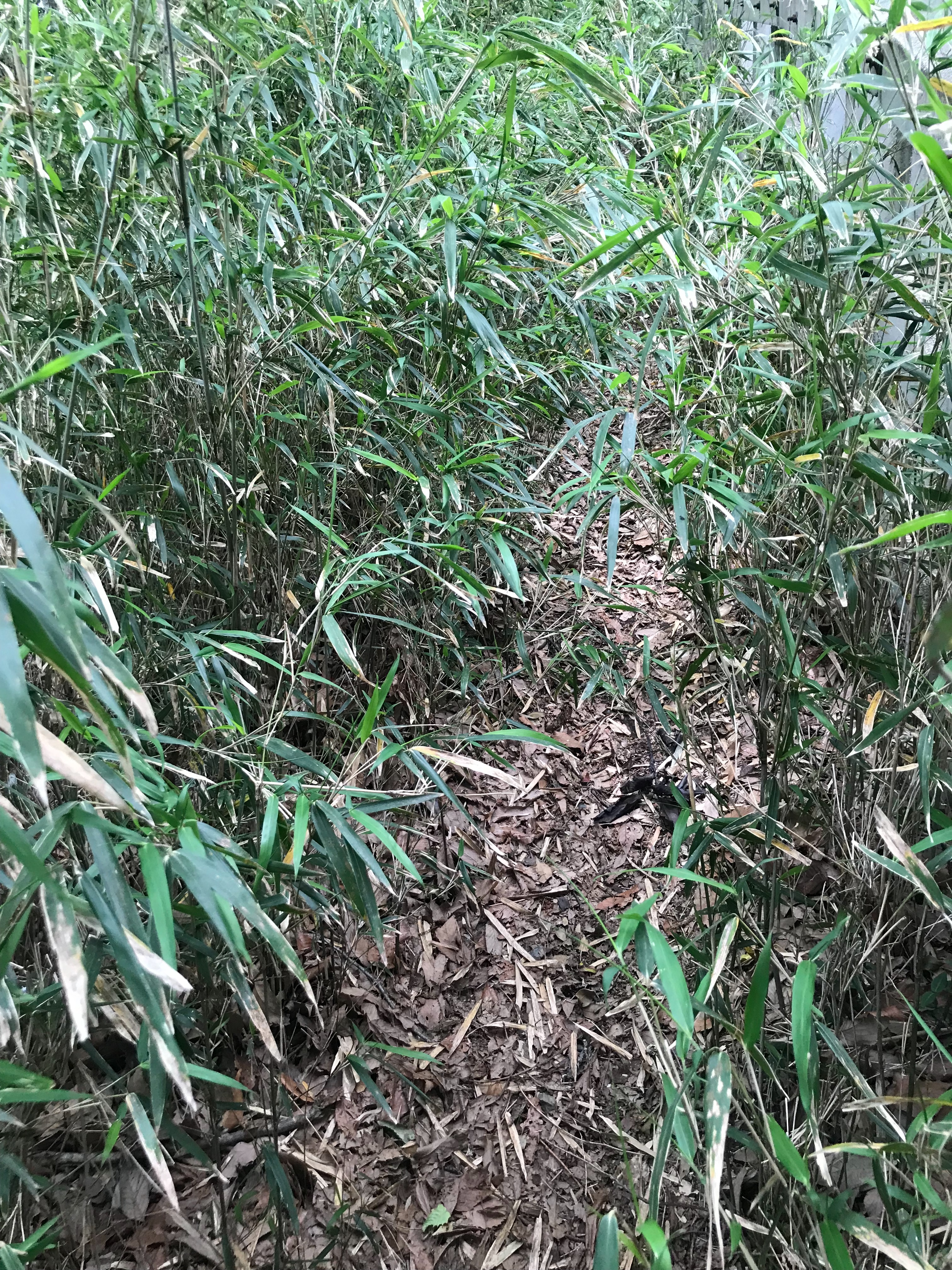 f:id:hatakofuru:20180429170202j:image
