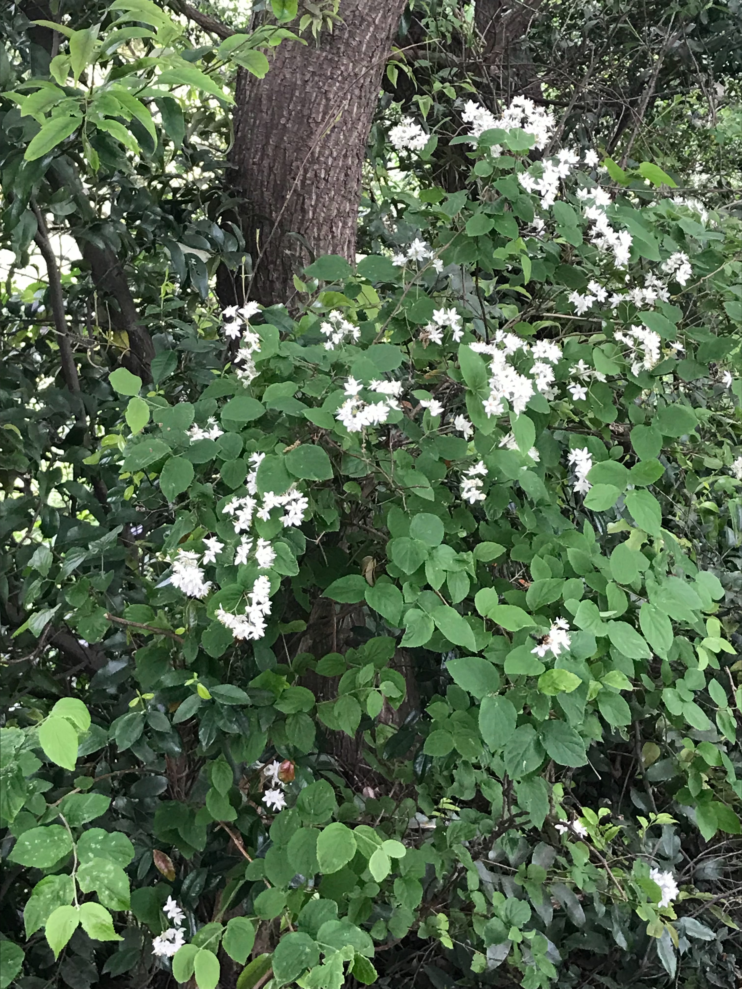 f:id:hatakofuru:20180429170525j:image