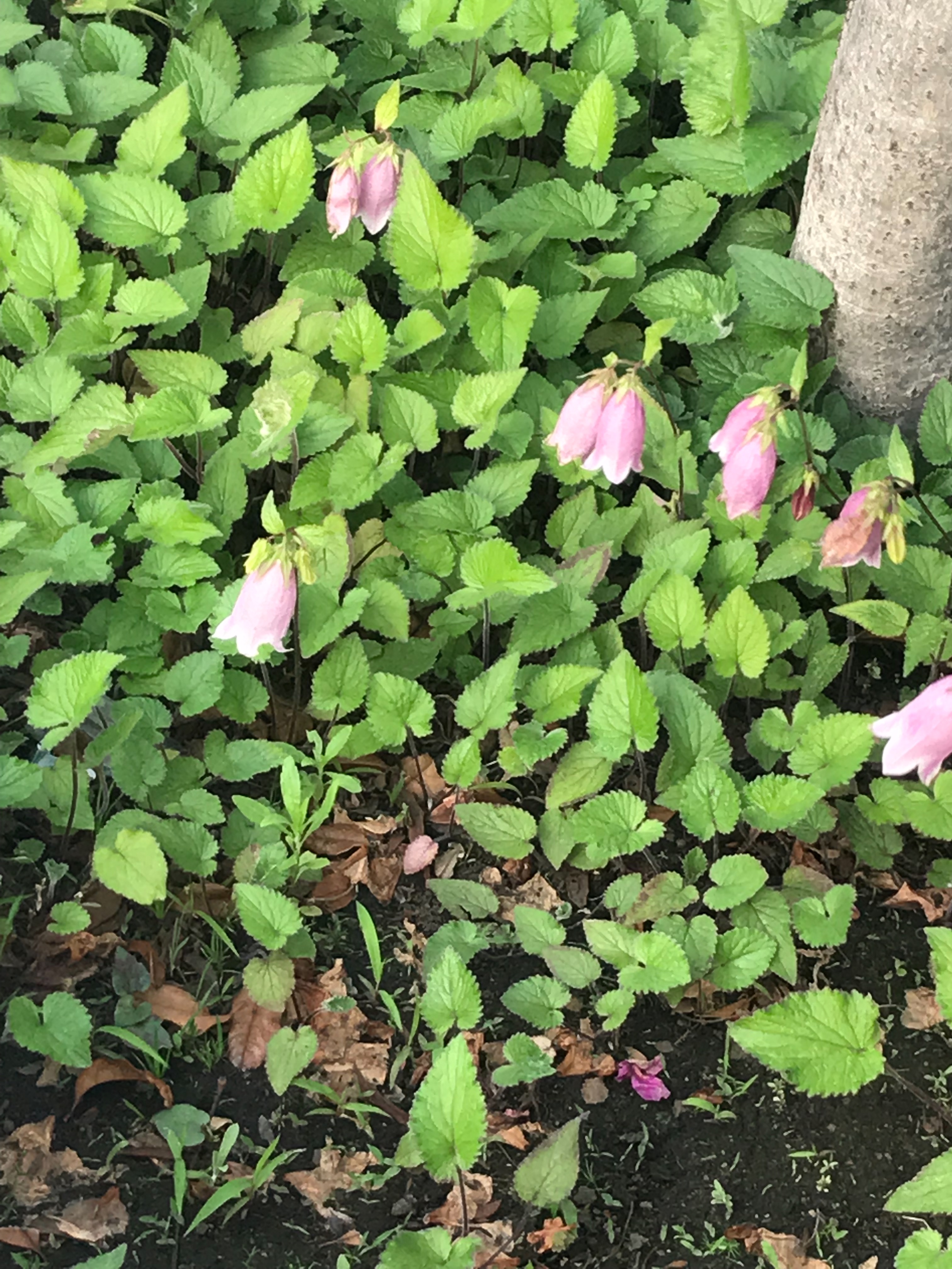 f:id:hatakofuru:20180518113732j:image