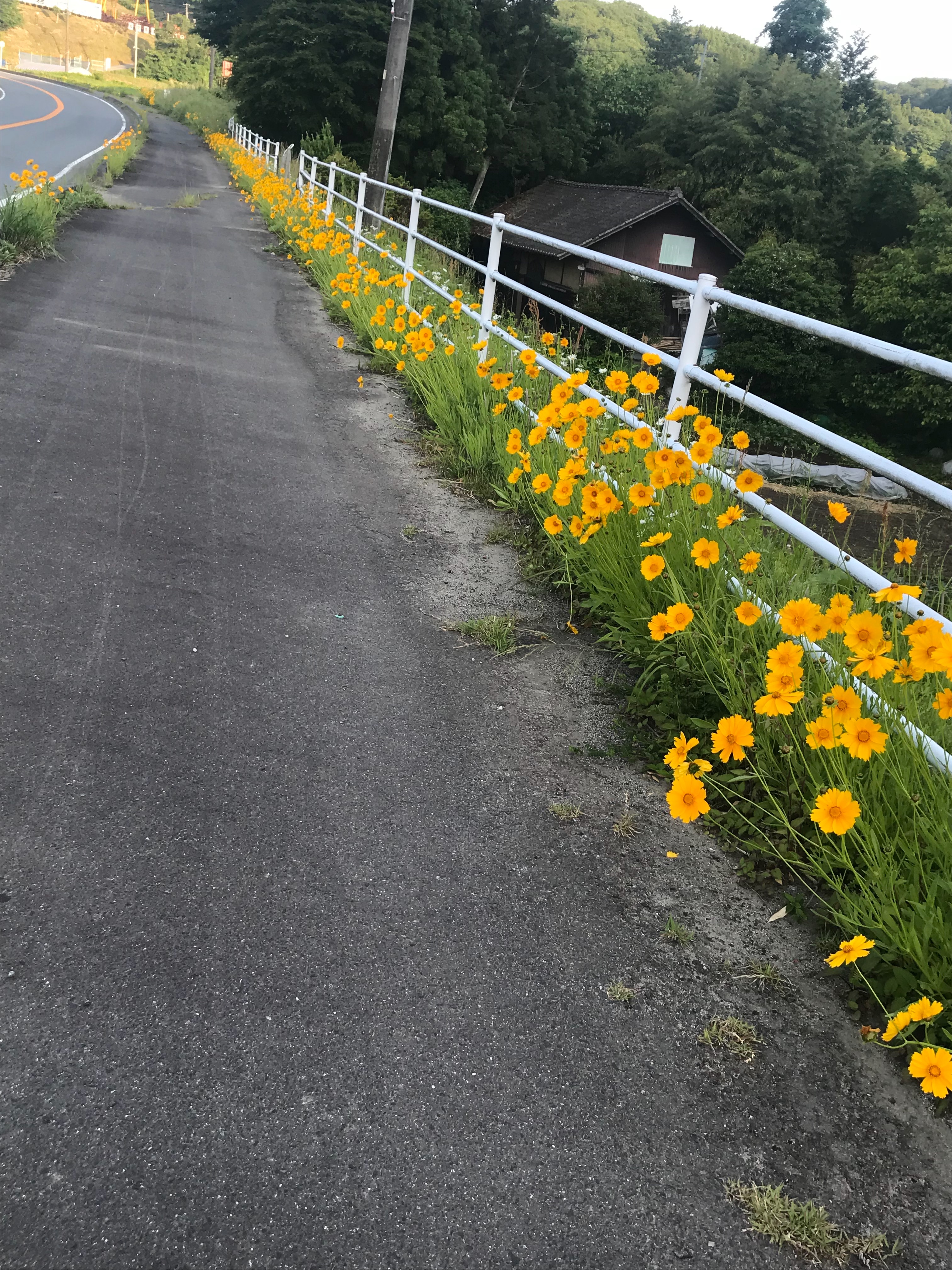 f:id:hatakofuru:20180529055709j:image