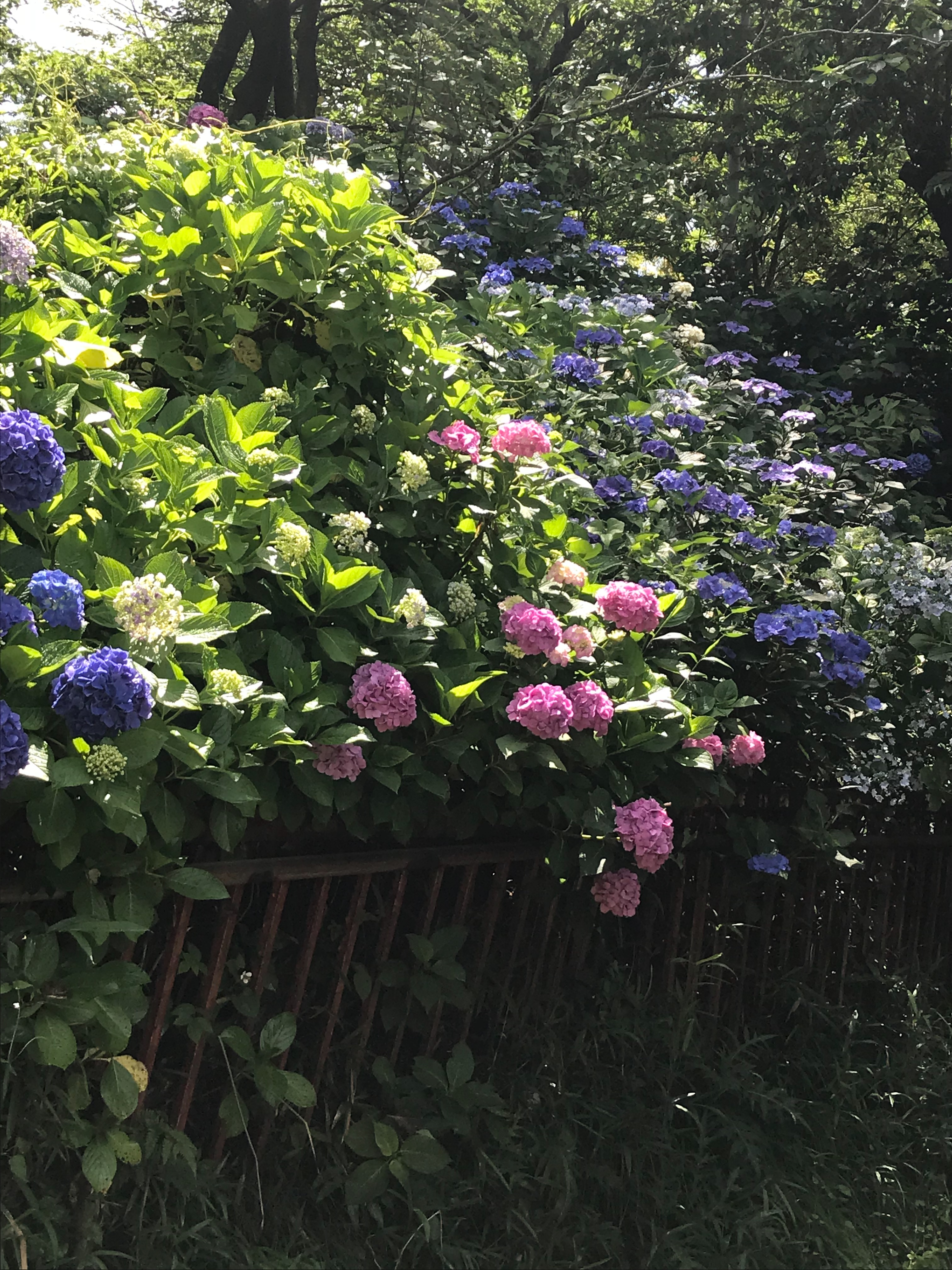 f:id:hatakofuru:20180621115304j:image