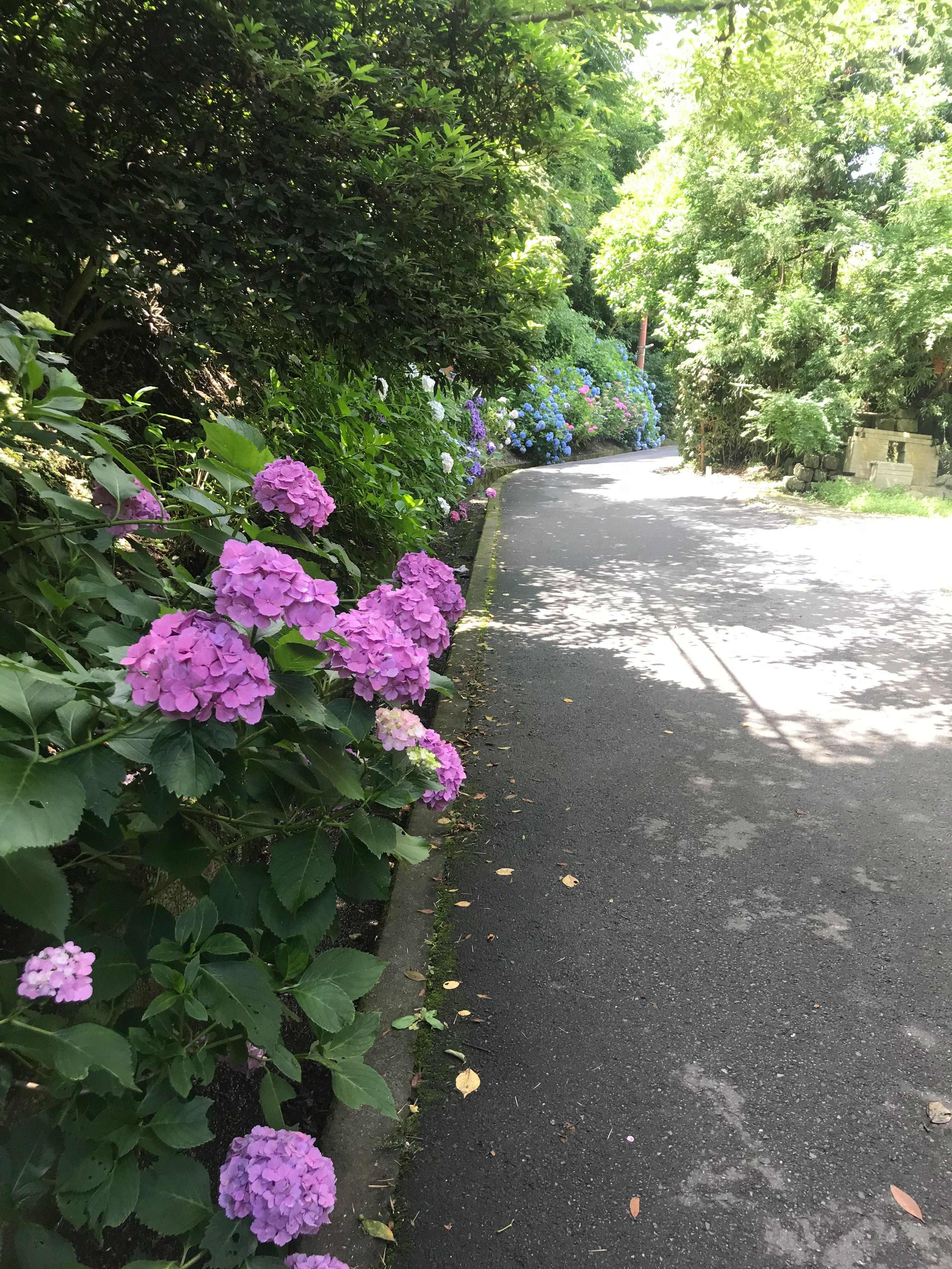 f:id:hatakofuru:20180621115839j:image