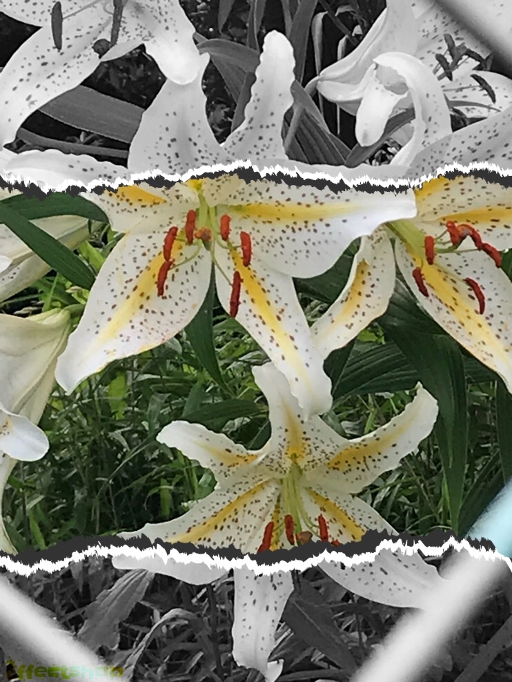 f:id:hatakofuru:20180627124621j:image